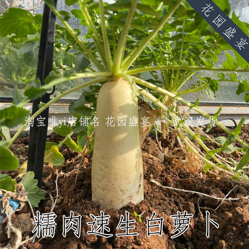 花园盛宴糯肉萝卜白萝卜