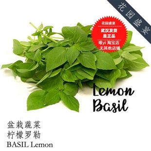 柠檬罗勒种子50粒 美国原装小包进口 非转基因