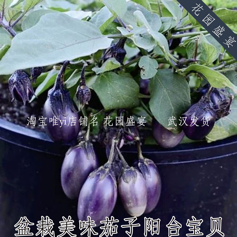 花园盛宴盆栽茄子阳台宝贝
