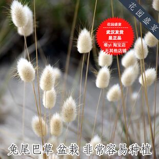 盆栽可留种花卉10粒种子 切花 兔尾巴草 美国进口 非常易种植 H64