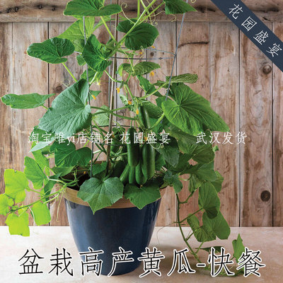 F1盆栽高产黄瓜种子快餐美工进口丰产好吃鸡尾酒黄瓜