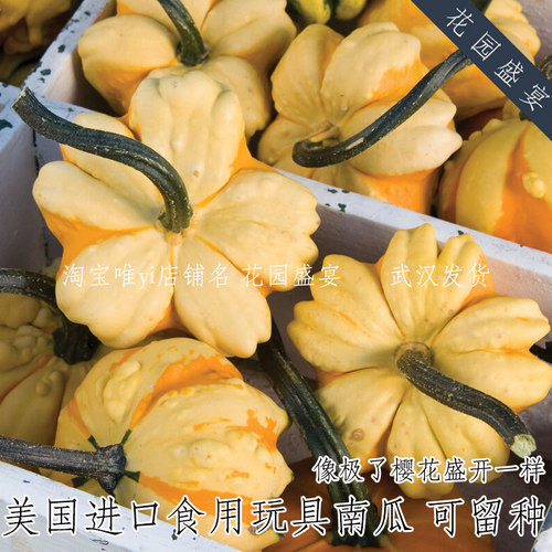 花园盛宴樱花南瓜黛西