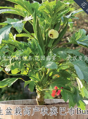 3粒矮生高产阳台盆栽秋葵巴布宝宝F1种子burpee