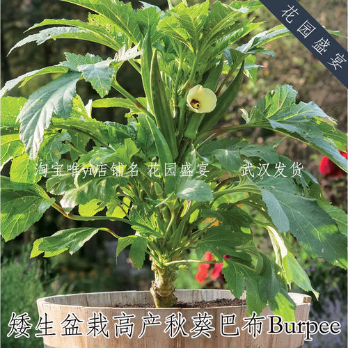 3粒矮生高产阳台盆栽秋葵巴布宝宝F1种子burpee
