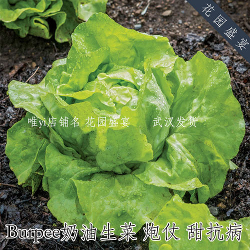 Burpee甜奶油生菜 炮仗 进口蔬菜种子 抗病