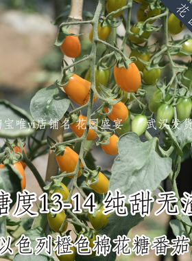 母猪纯甜！F1糖度13高产抗病樱桃番茄橙色棉花糖种子进口蔬菜种子