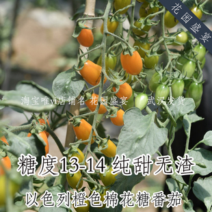 母猪纯甜！F1糖度13高产抗病樱桃番茄橙色棉花糖种子进口蔬菜种子