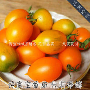 买1送1 传家宝可留种甜番茄种子朱斯蒂娜种子美国进口