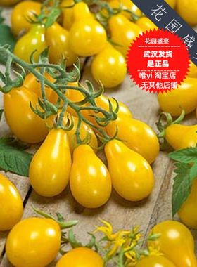 买1送1美国进口樱桃番茄黄色梨子可留种传统品种传家宝 A46
