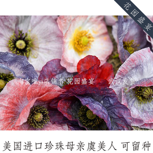 盆栽虞美人30粒 珍珠母亲 美国传家宝进口保真非国产 可留种 H1