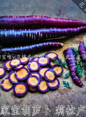 传家宝彩色胡萝卜种子莉拉卢桑进口盆栽地栽种子可留种