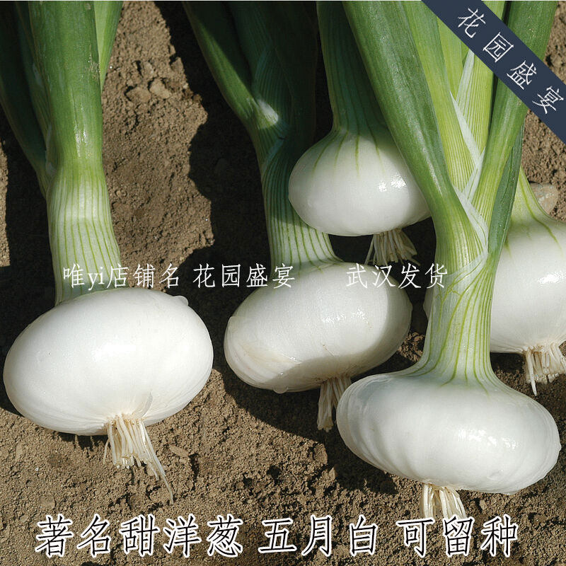 传家宝著名甜洋葱 五月白 进口蔬菜种子 可留种
