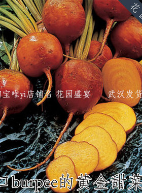 20粒有机传家宝burpee的黄金甜菜根可留种