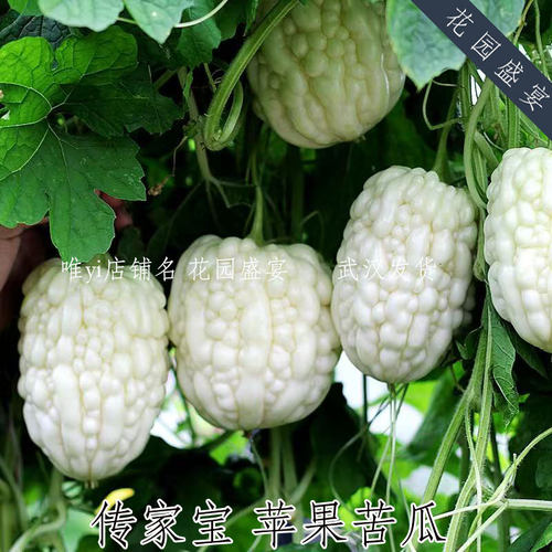 10粒 传家宝白苹果苦瓜种子  可留种