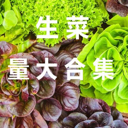 1000粒生菜种籽四季播意大利奶油罗马生菜阳台盆栽水培农家蔬菜种