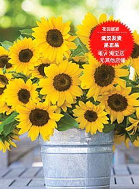 【买一送一】向日葵阳光串Sunny Bunch美国BURPEE原装进口花种