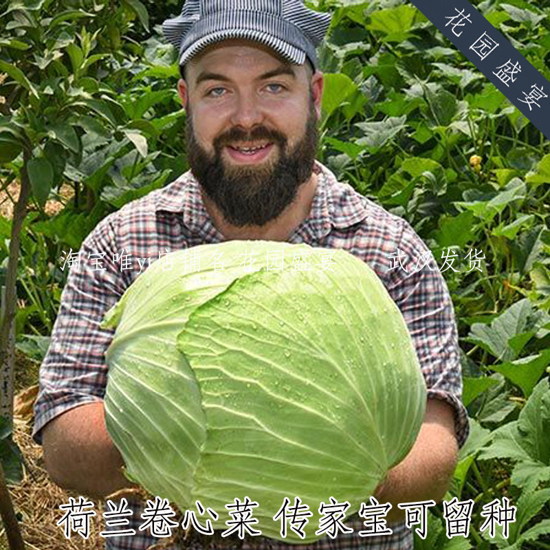 传家宝大型卷心菜优质晚熟扁平荷兰包菜种子圆白菜可留种2可留种