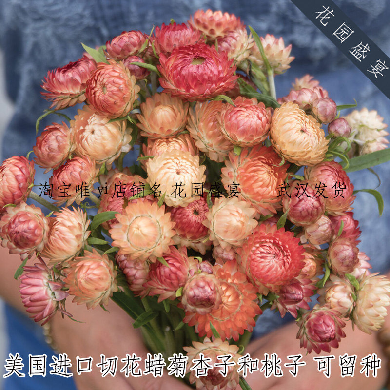 可留种切花蜡菊永生花种子20粒杏和桃子/璀璨玫瑰 进口花种可盆栽