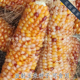 买1送1 共20粒可留种放射玉米种子可食用彩色玉米爆米花