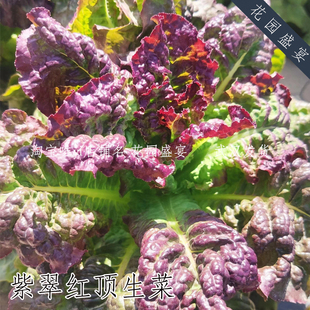 800粒种子紫翠红顶生菜种子可留种传家宝盆栽地栽彩色皱叶生菜