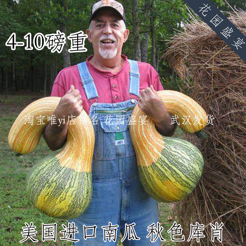 F1进口彩色条纹南瓜种子秋色库肖蔬菜种子