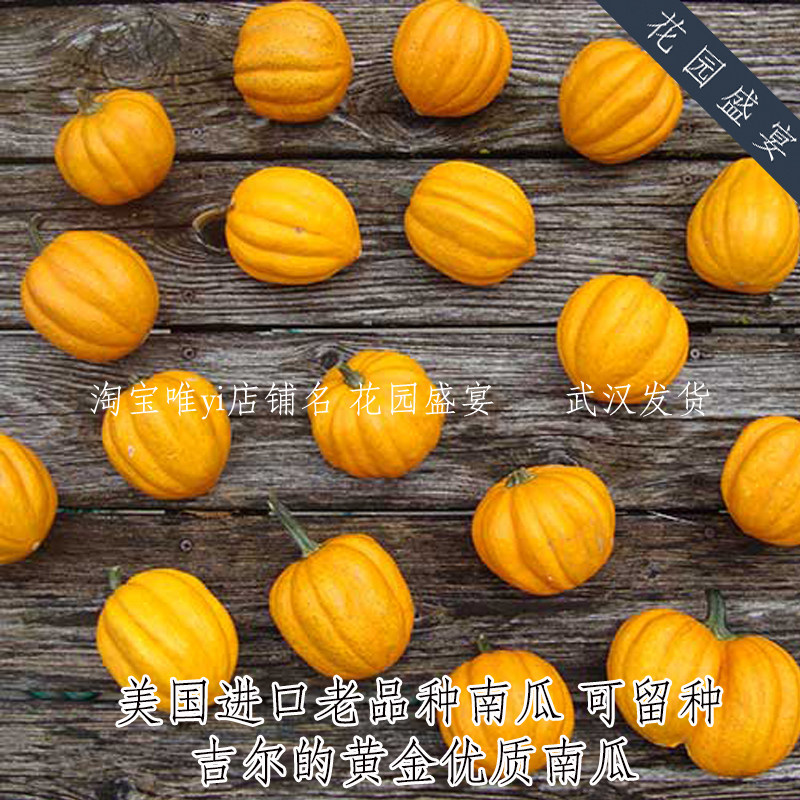 买1送1 可留种吉尔的黄金优质南瓜种子传家宝老品种甜高产南瓜