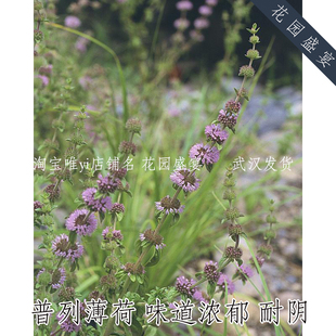 20粒浓郁薄荷种子普列薄荷耐阴抗性强进口种子多年生可食用