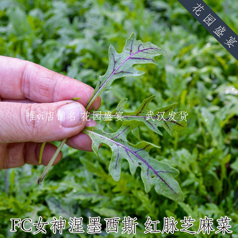 红脉芝麻菜 FC女神涅墨西斯 进口蔬菜种子 易种植