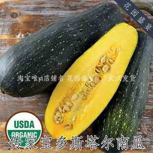 3粒可留种多斯塔尔黄瓜型南瓜种子传家宝有机进口