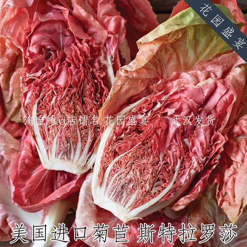 可留种进口红白色结球菊苣种子斯特拉罗莎盆栽地栽耐寒高产