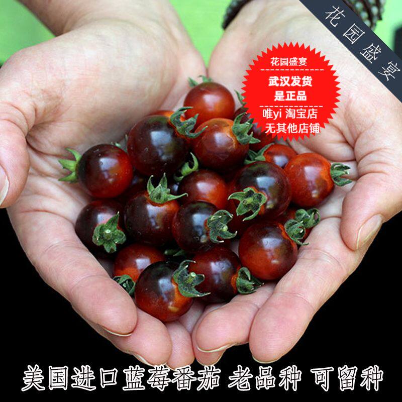 可留种老番茄有机种子 蓝莓/奶油蓝莓番茄 美国传家宝进口