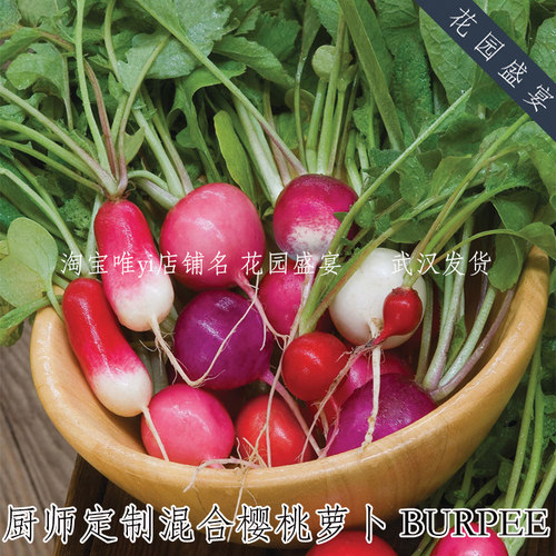 混色种子美国樱桃萝卜定制