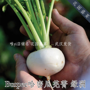 Burpee哈密瓜芜菁 绿洲 美味盆栽 进口蔬菜种子