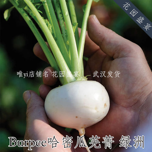 Burpee哈密瓜芜菁 绿洲 美味盆栽 进口蔬菜种子