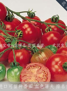 权威排行三可留种早熟番茄血色屠夫种子老品种BURPEE进口A8