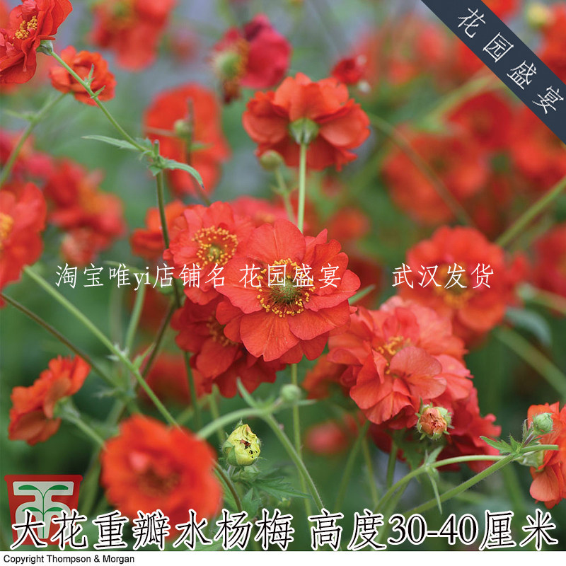 10粒大花重瓣水杨梅晚霞猩红种子tm进口地被阳台植物耐寒多年生