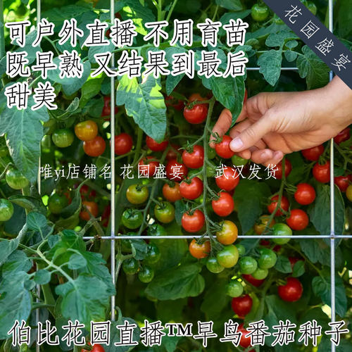 F1非常甜的樱桃番茄 早鸟 可直播不用育苗 burpee进口 高产早熟
