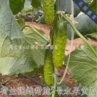 6粒F1荷兰甜脆2号水果黄瓜种子强雌生吃口感佳抗病