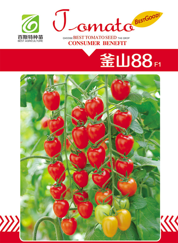 母猪！纯甜！F1釜山88番茄种子玲珑小柿子番茄种子网红甜番茄