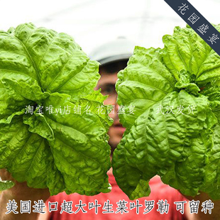 可留种巨型生菜叶罗勒种子10粒保真美国传家宝进口非国产种