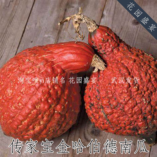 花园盛宴传家宝南瓜金哈伯德