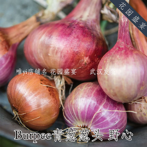F1青葱葱头 野心 Burpee进口蔬菜种子 美味