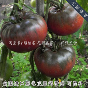 老品种可留种黑色克里姆番茄种子3粒美国进口独特味道 A31