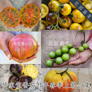 可留种番茄老虎/扎染索伯恩/奶油蓝莓/丛林蓝色/萨特诺瓦牛排