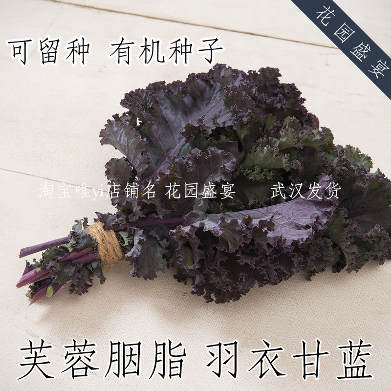 花园盛宴羽衣甘蓝有机可留种
