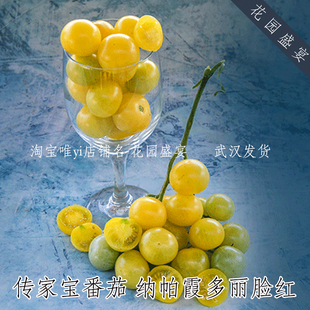 6粒种子葡萄口感 A42 传家宝番茄纳帕霞多丽脸红可留种