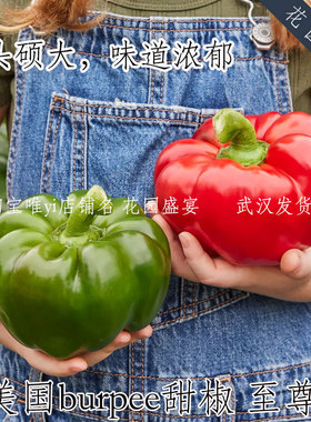 F1美国burpee大南瓜型甜椒种子至尊个头硕大味道浓郁进口盆栽地栽