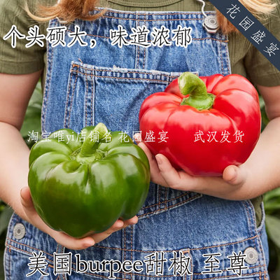 F1美国burpee大南瓜型甜椒种子至尊个头硕大味道浓郁进口盆栽地栽