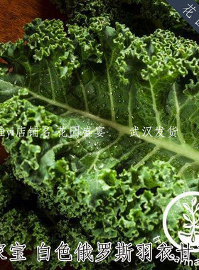 传家宝白色俄罗斯羽衣甘蓝 进口蔬菜种子 可留种