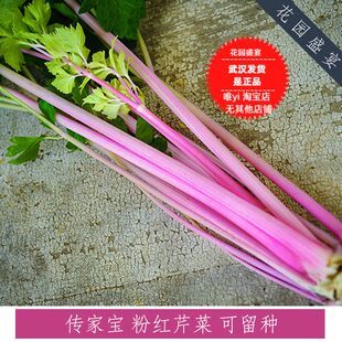 买1送1可留种 粉红芹菜种子美国传家宝进口秋季菜种传统品种